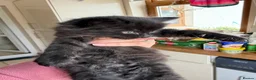 Mixed Breed cats for sale: Long haired kittens for sale  - Advert 15
