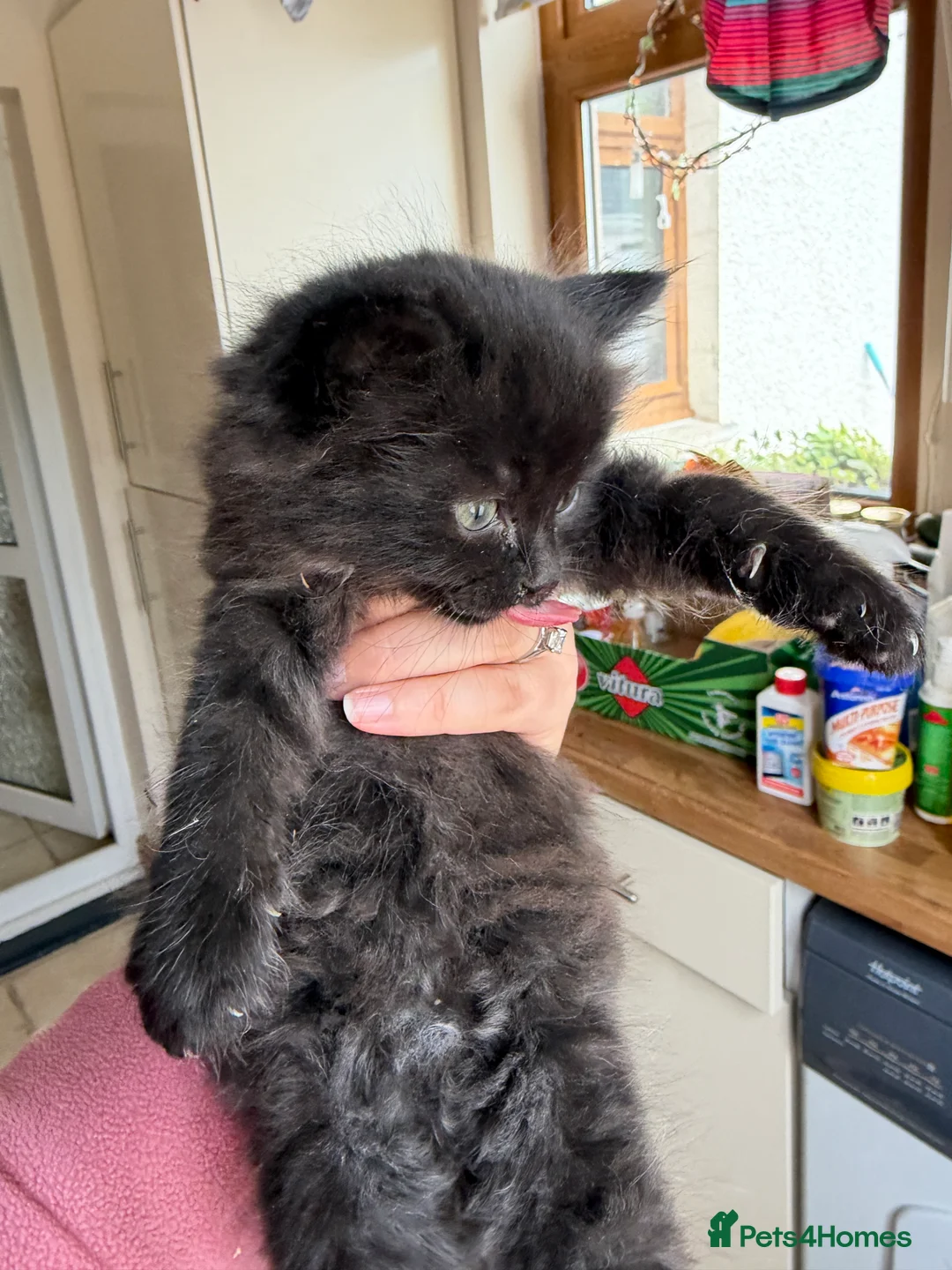 Mixed Breed cats for sale: Long haired kittens for sale  - Advert 15