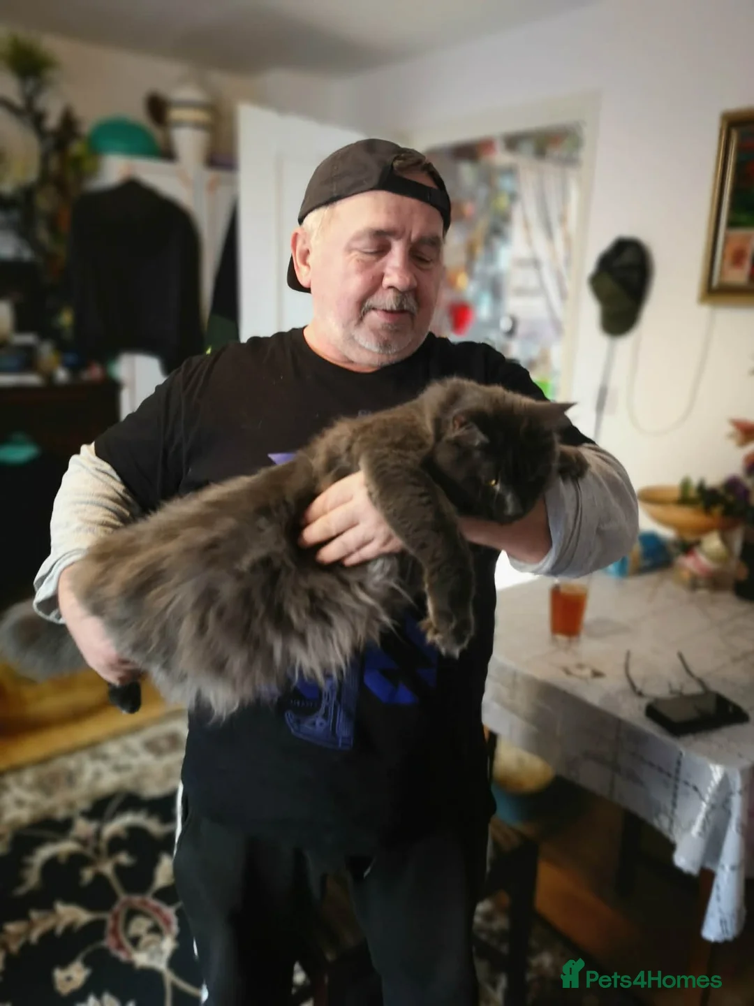 Maine Coon cats for sale: XXL Main Coon  - Advert 28