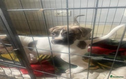 Mixed Breed dogs for sale: Looking for there forever home  - Image 3