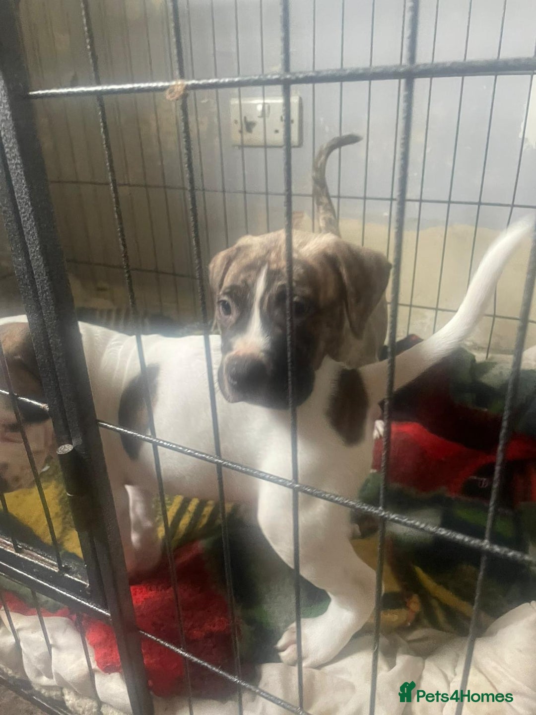 Mixed Breed dogs for sale: Looking for there forever home  - Image 3