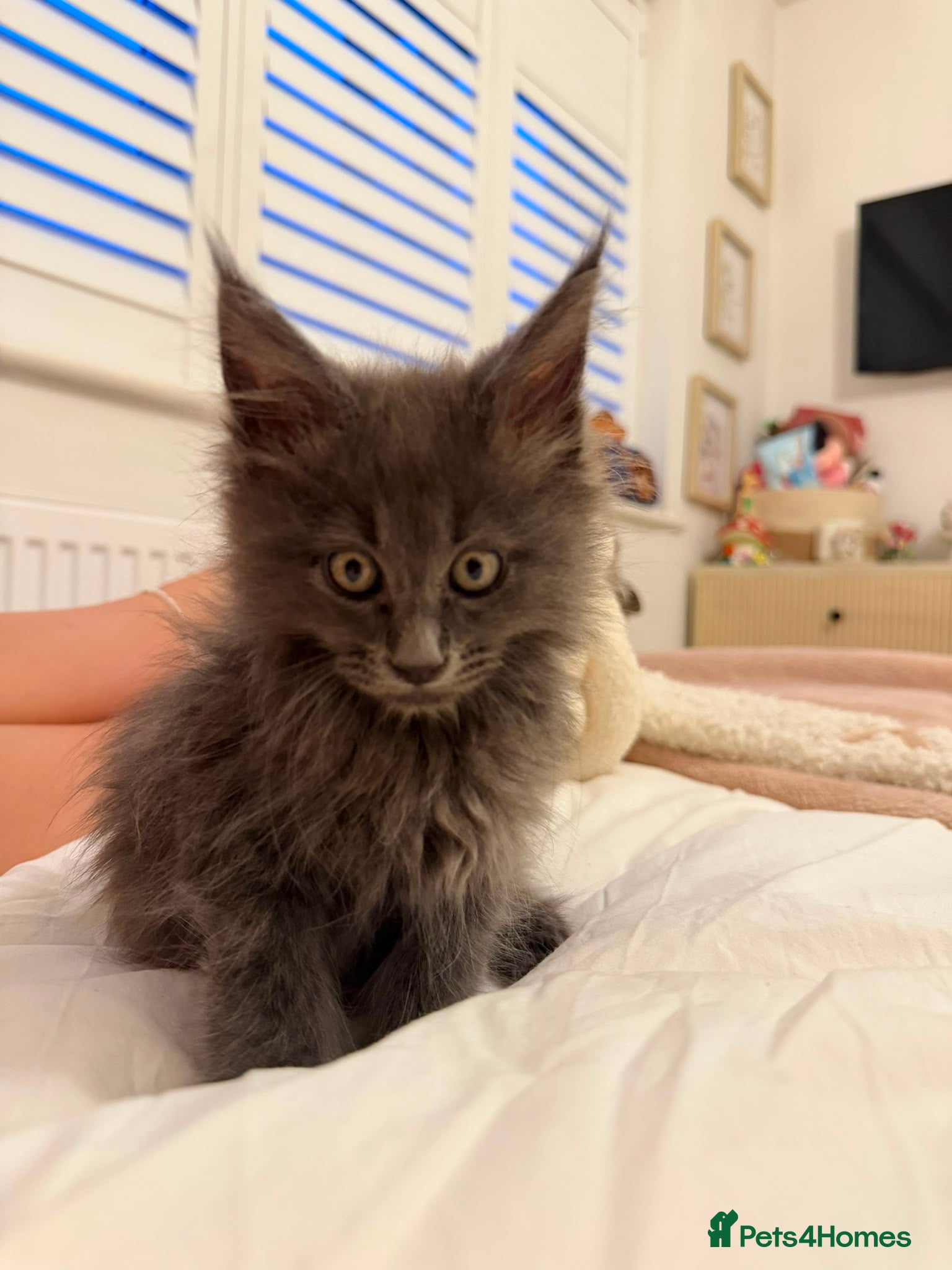 Maine Coon cats Stunning TICA® Maine Coon Kittens ❤️❤️ - Advert 2