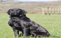 Labrador Retriever dogs for stud: For Stud Black Labrador in Tiverton - Image 1