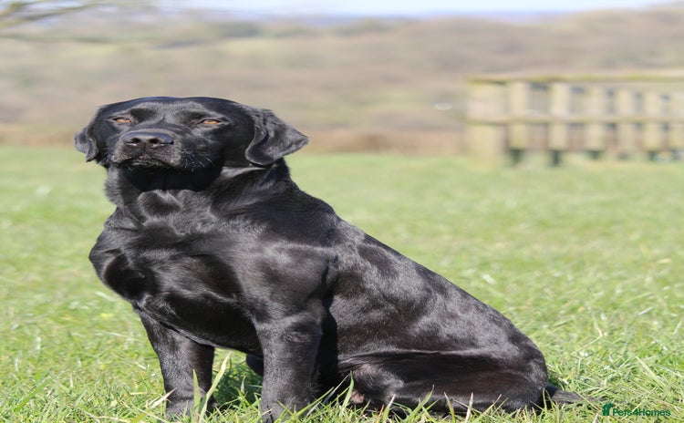 Labrador Retriever dogs in Tiverton - Advert 2