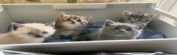 Mixed Breed cats for sale: Beautiful Siberian Mix Kittens  - Advert 12