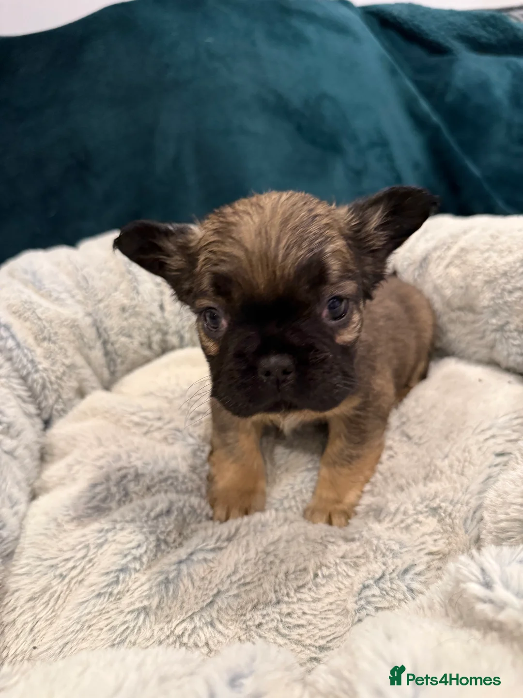 French Bulldog dogs for sale: *PRICE DROP* Fluffy French Bulldog Puppies - Advert 2