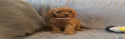 Cavapoo dogs for sale: Cavapoos Extensive DNA & Heart tested - Advert 36