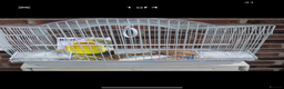 Budgerigars birds for sale: Baby budgies and starter cage ( Finchs also ) - Advert 3