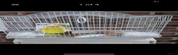 Budgerigars birds for sale: Baby budgies and starter cage ( Finchs also ) - Advert 6
