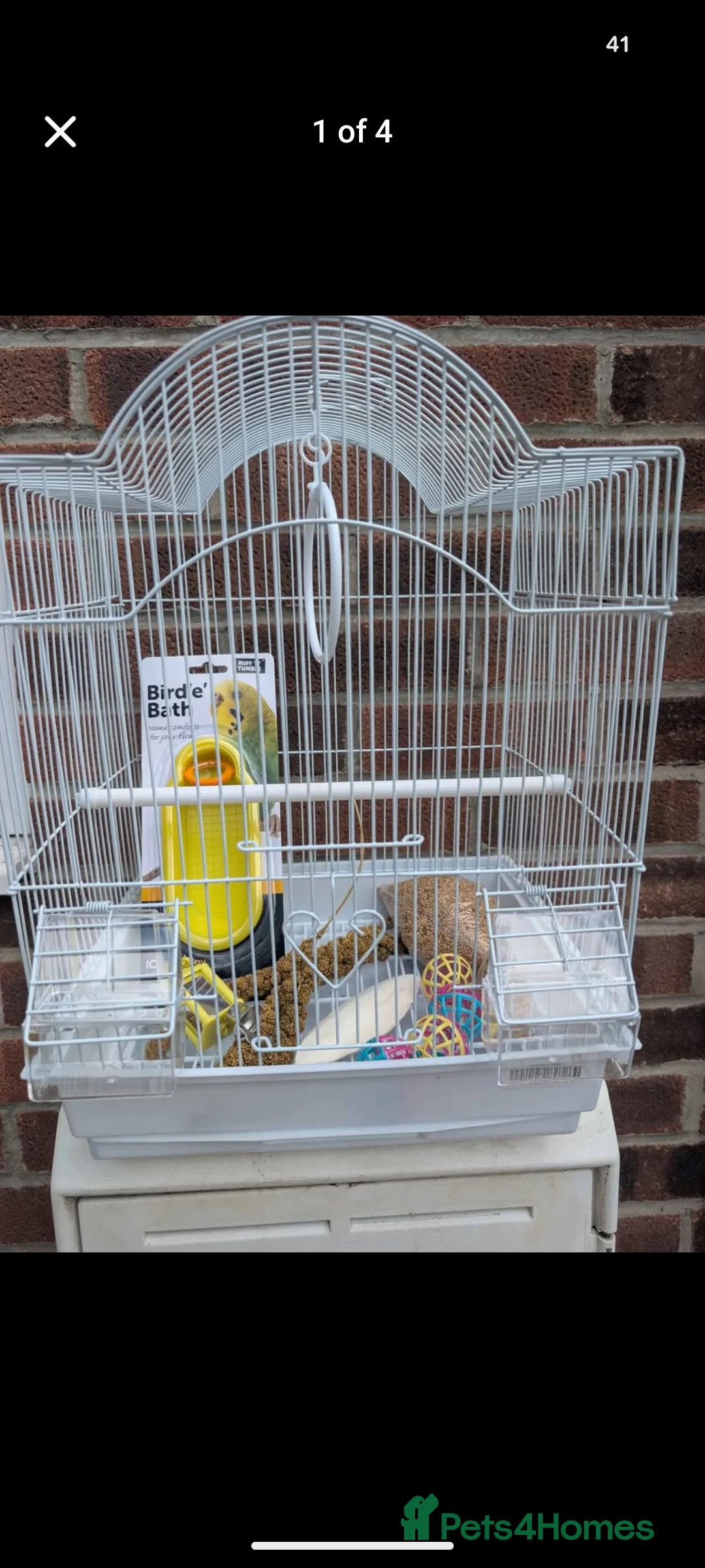 Budgerigars birds for sale: Baby budgies and starter cage ( Finchs also ) - Advert 6