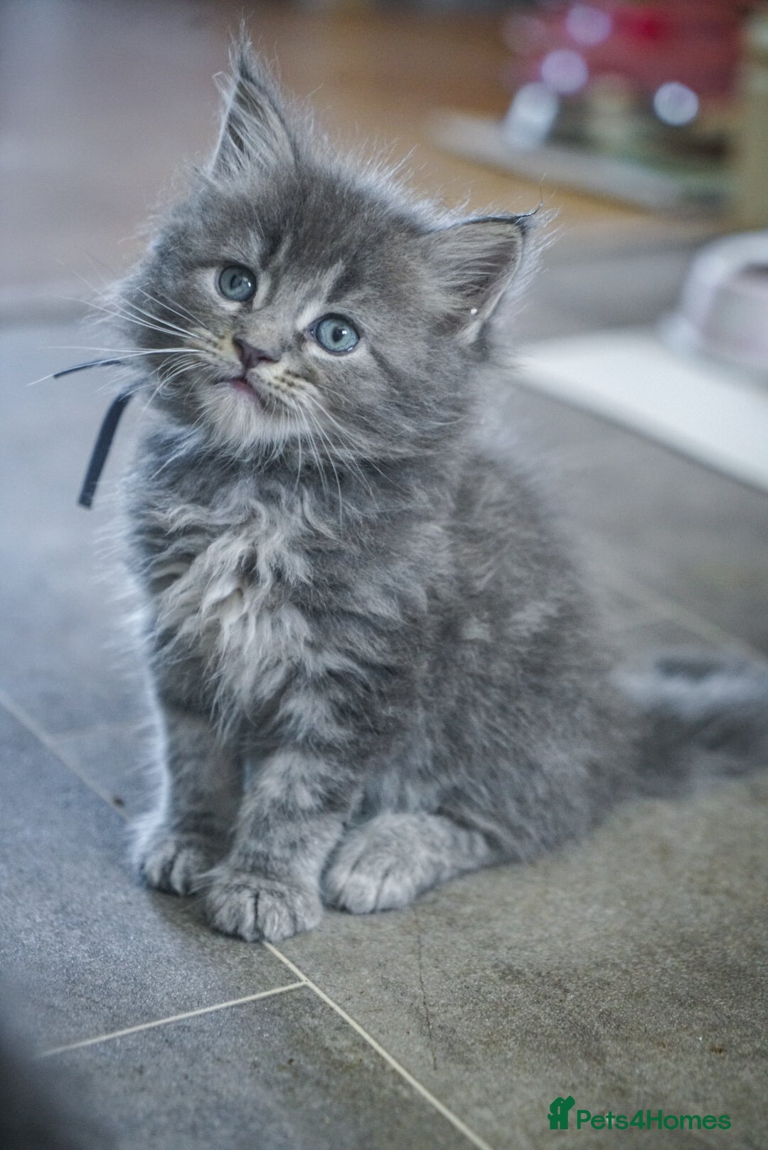 Maine Coon cats Stunning pure maine coon  kittens ready 10th June  - Advert 5