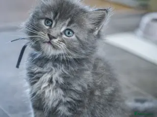 Maine Coon cats Stunning pure maine coon kittens ready 10th June - Advert 5