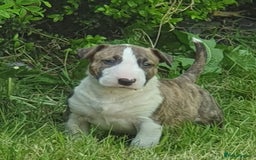 English Bull Terrier dogs for stud: Bull terrier at stud  fully health tested  - Image 14