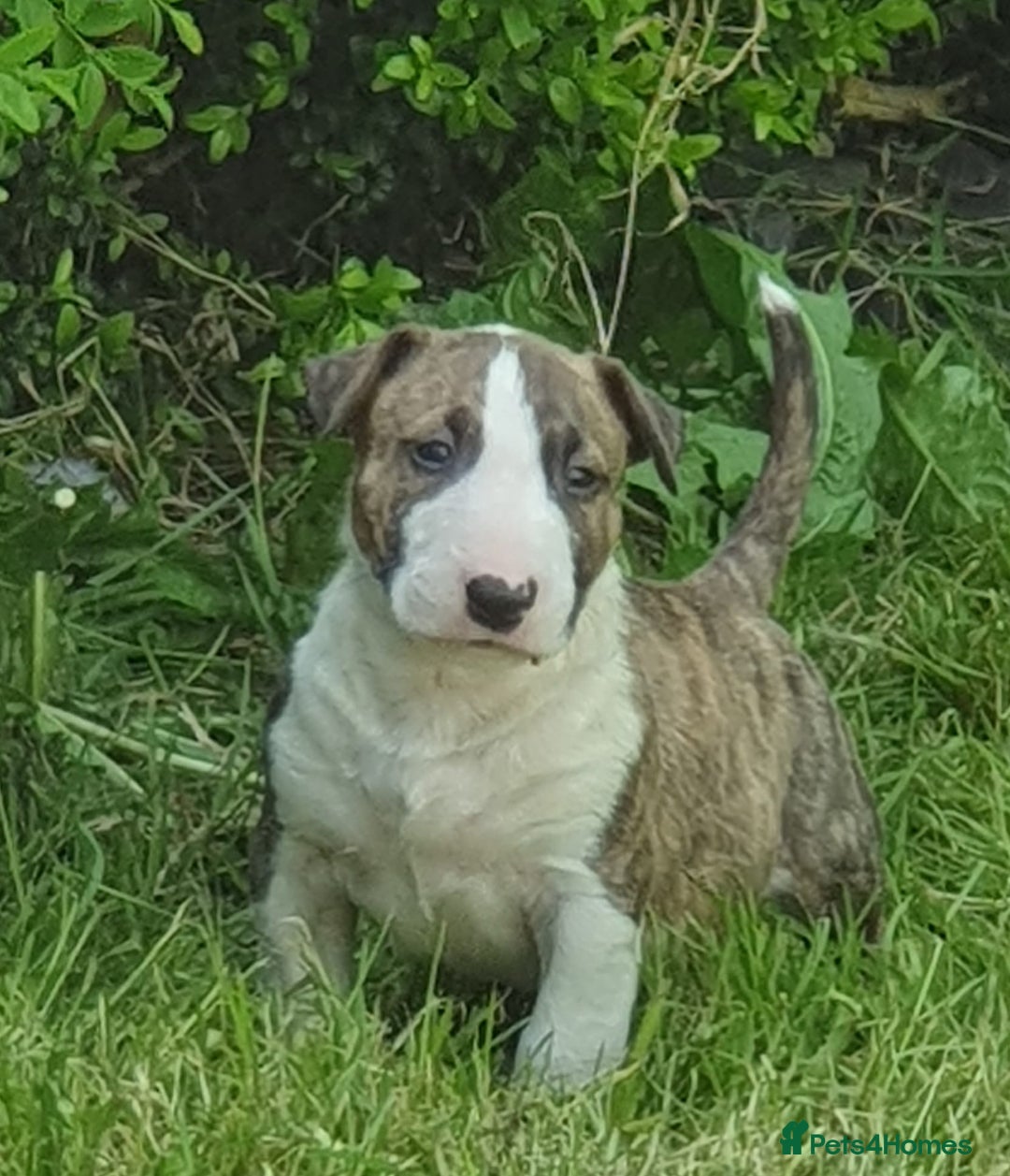 English Bull Terrier dogs for stud: Bull terrier at stud  fully health tested  - Image 14
