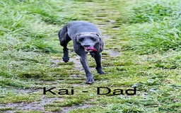 Whippet dogs for sale: Beautiful Whippet Puppy for sale! - Image 3