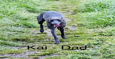Whippet dogs - Advert 16
