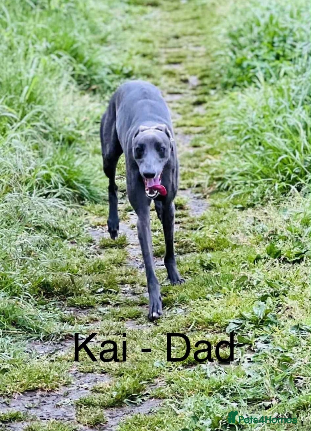 Whippet dogs for sale: Beautiful Whippet Puppy for sale! - Image 3