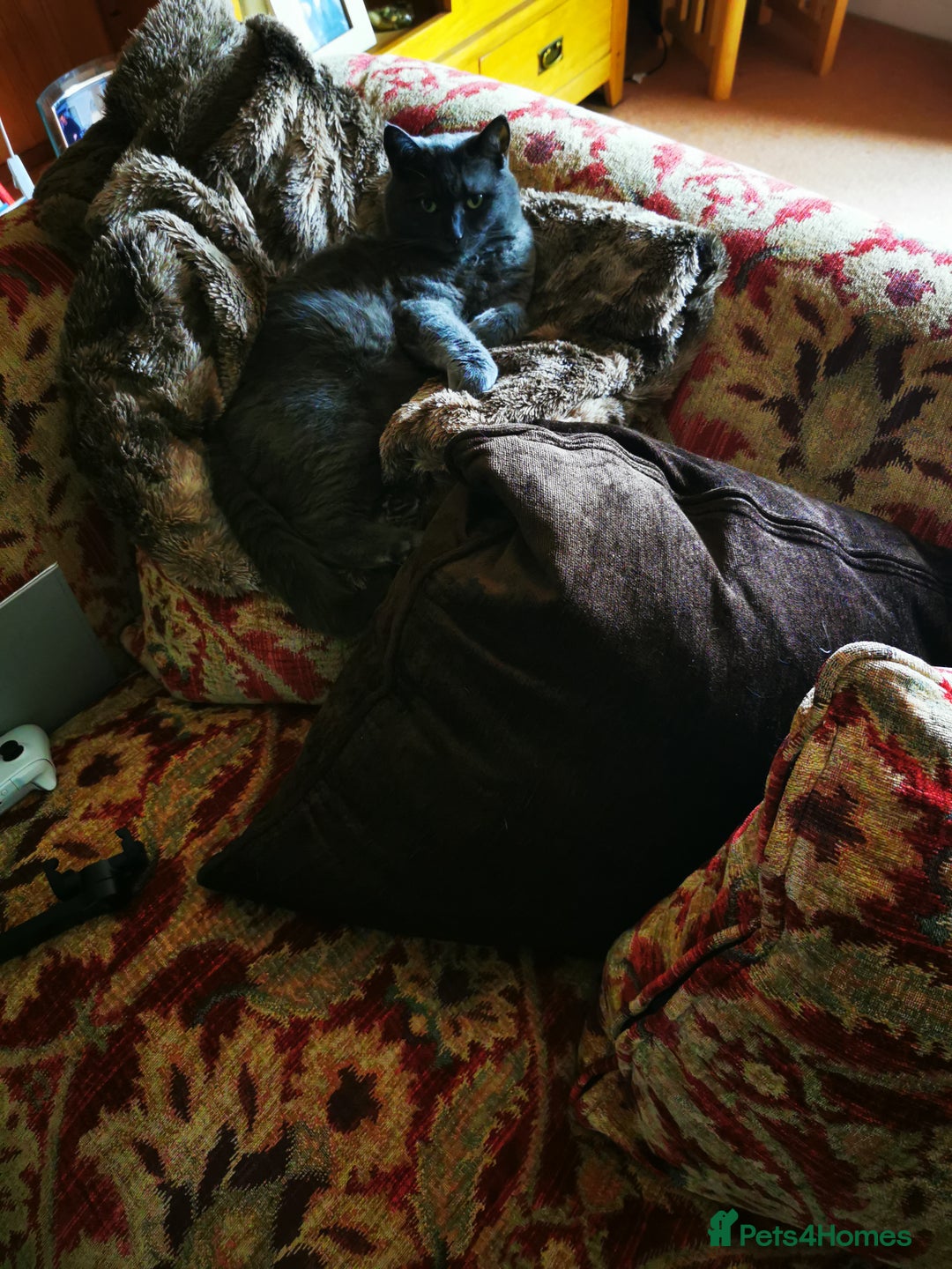 British Shorthair cats for sale: Sheba - Image 5