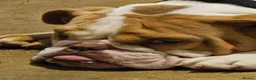 Dorset Olde Tyme Bulldogge dogs for sale: 3 yr old olde bulldog in Aberdare - Advert 2