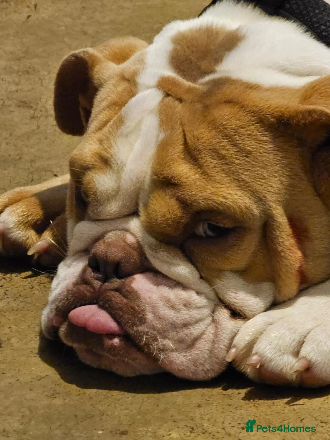 Dorset Olde Tyme Bulldogge dogs for sale: 3 yr old olde bulldog in Aberdare - Advert 2