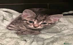 Mixed Breed cats for sale: Placid Tabby Girls  - Image 4