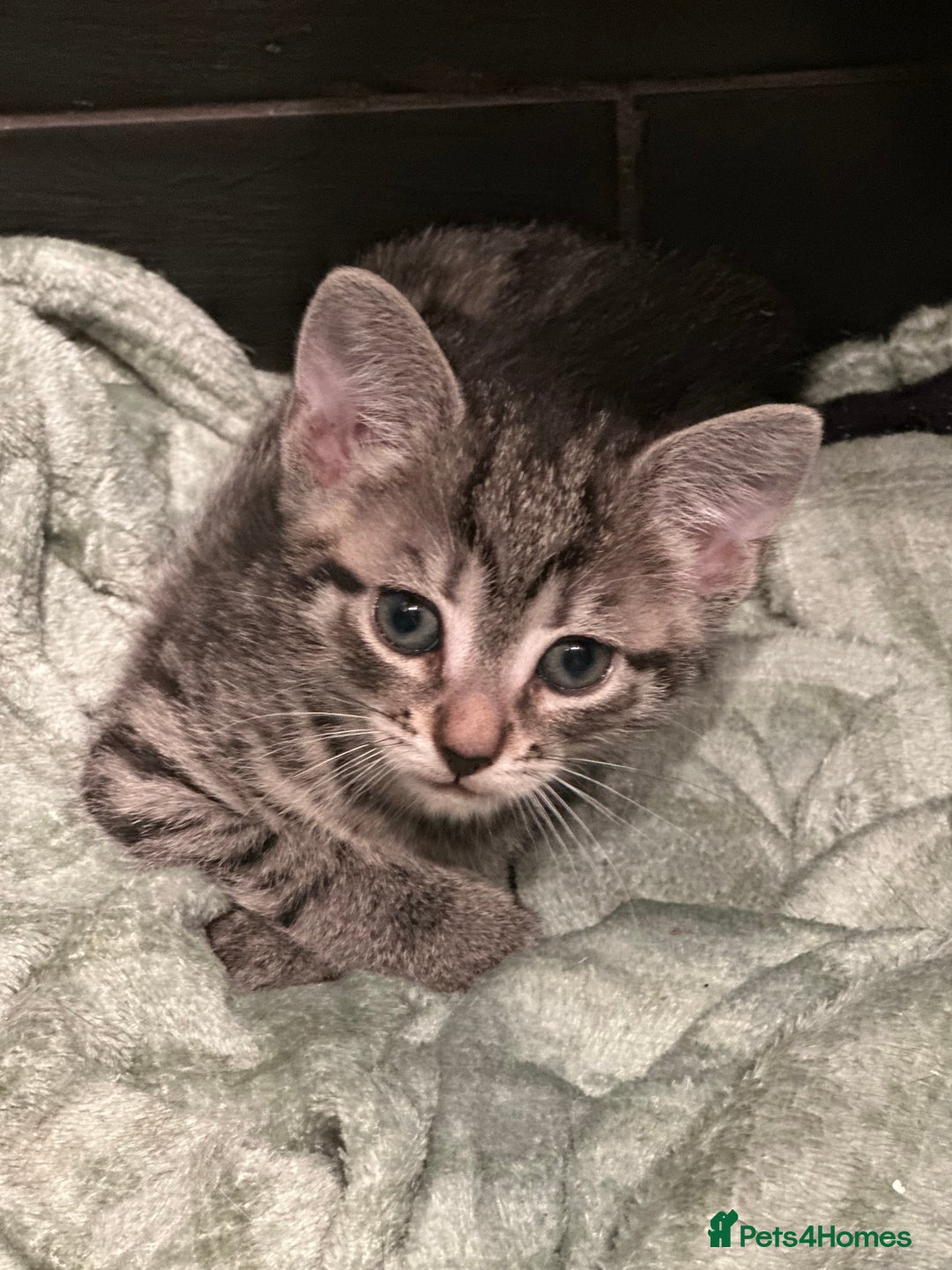 Mixed Breed cats for sale: Placid Tabby Girls  - Image 4