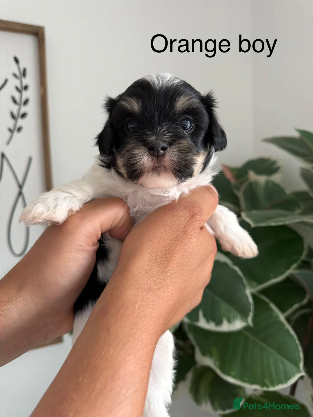 Mixed Breed dogs for sale: Gorgeous Malshi puppies in Scunthorpe - Advert 6
