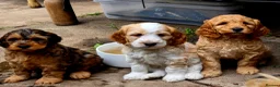 Cockapoo dogs for sale: Health Tested  Cockapoo Puppies  - Advert 8