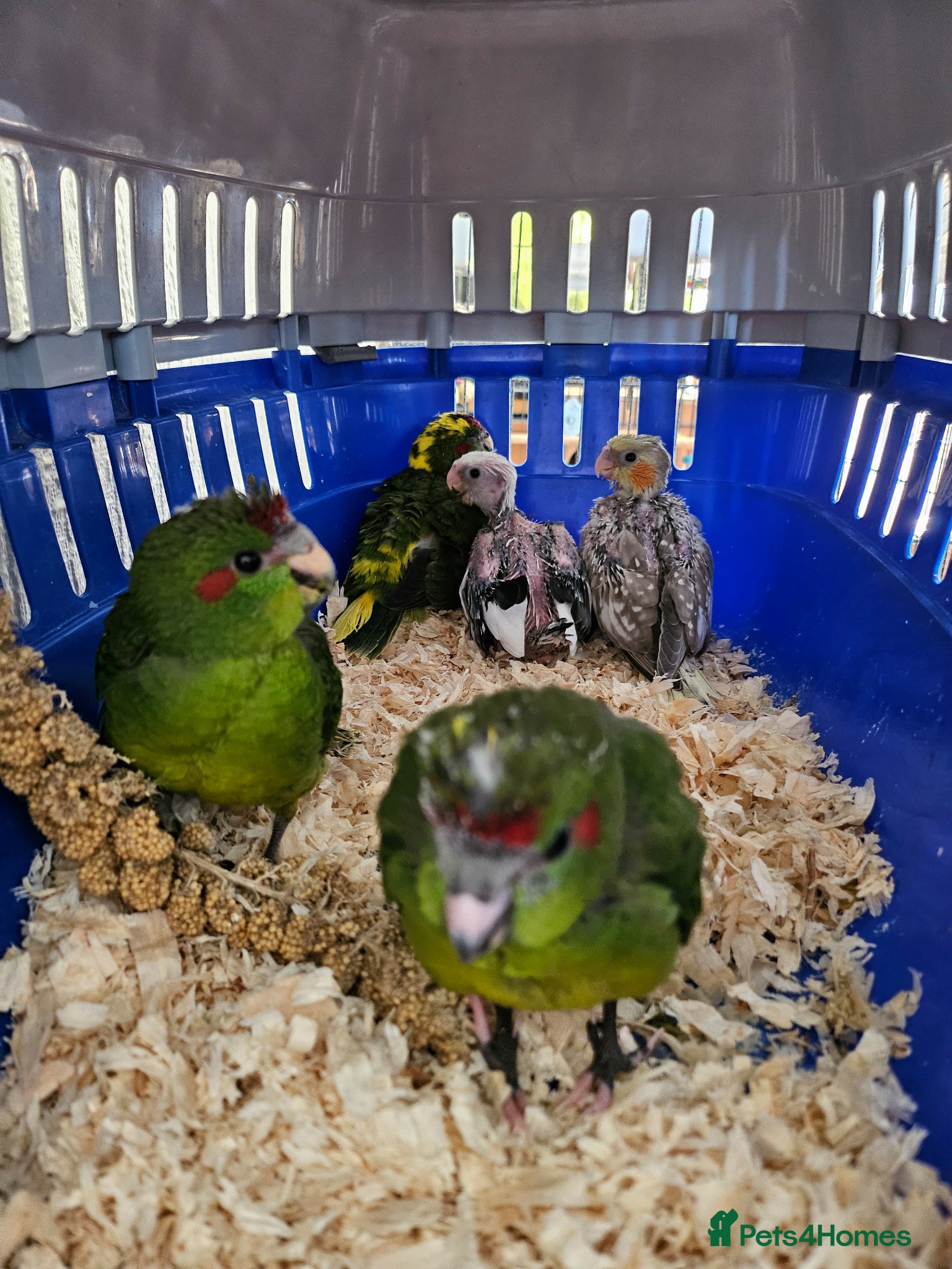 Mixed Breed birds Tame hand reared kakarikis  - Advert 2