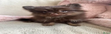 Pomeranian 1