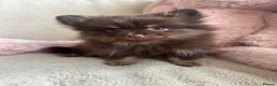 Pomeranian dogs for sale: Pomeranian  - Advert 14