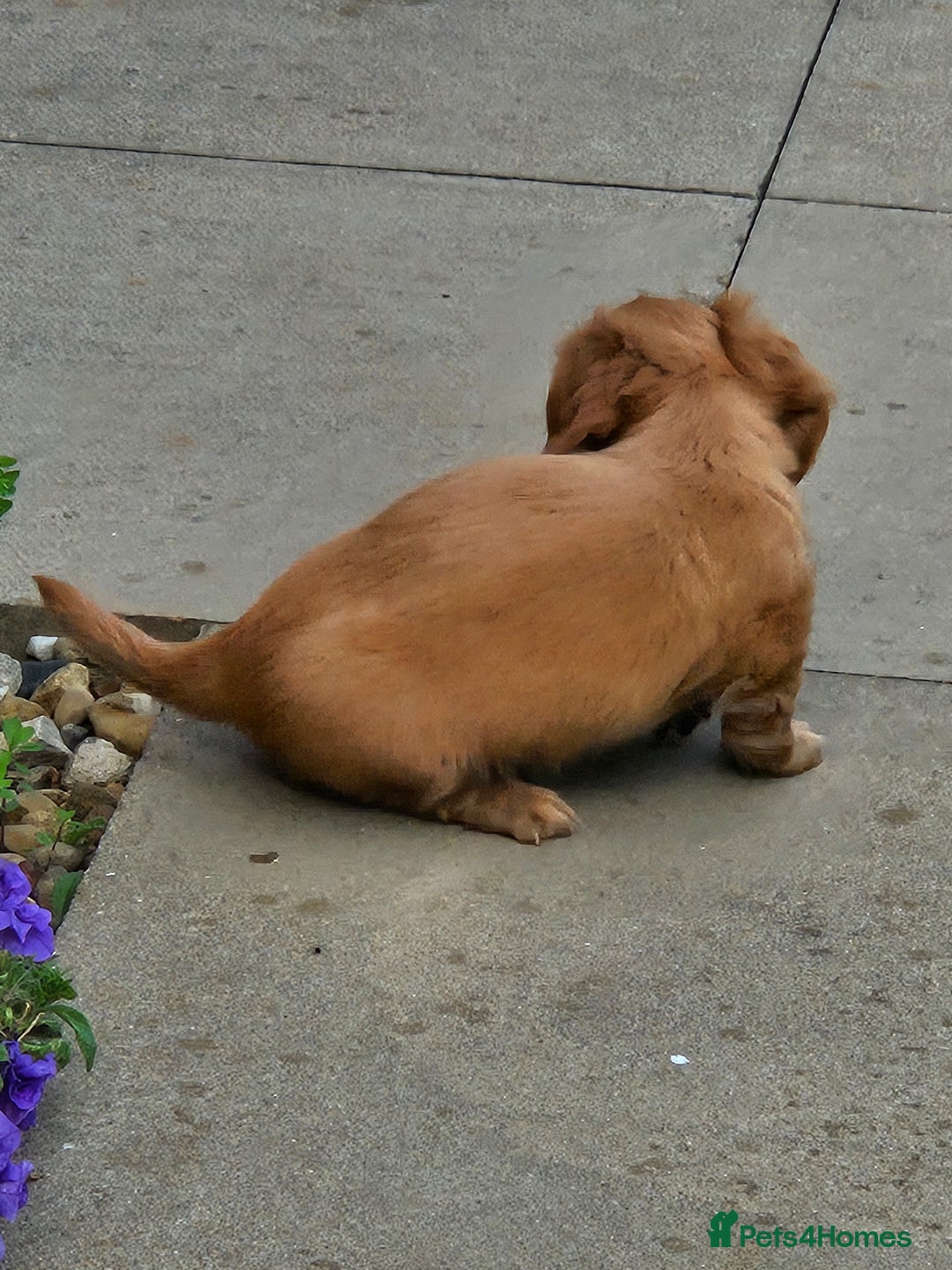 Dachshund dogs for sale: Dachshund miniature long hair  - Image 6
