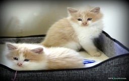 Ragdoll cats for sale: Ragdoll x British Shorthair/Maine Coon - Image 3