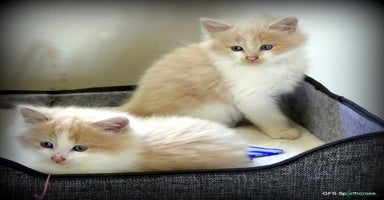 Ragdoll cats - Advert 9