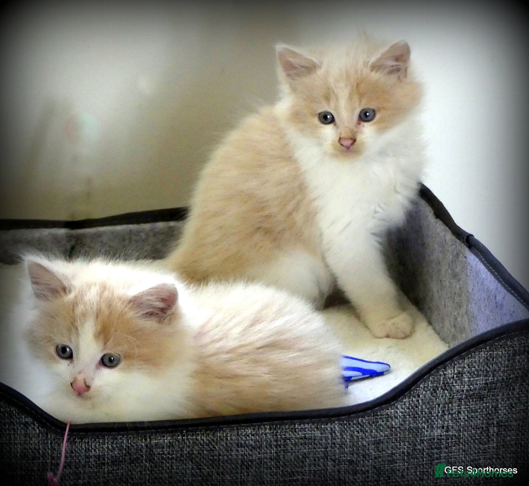 Ragdoll cats for sale: Ragdoll x British Shorthair/Maine Coon - Image 3