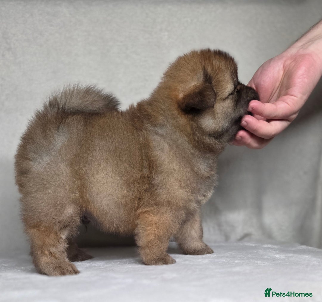 Chow Chow dogs for sale: Last Puppy – Rare Blue Chow Chow Girl🐾 - Image 14
