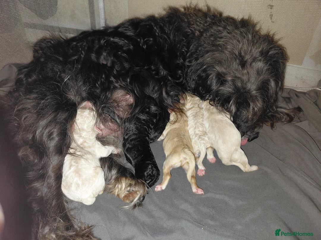 Cavapoo dogs for sale: 5* F1B Cavapoos  - Advert 1