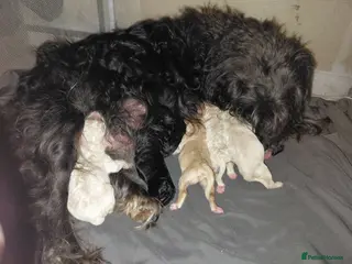 Cavapoo dogs 5* F1B Cavapoos - Advert 6