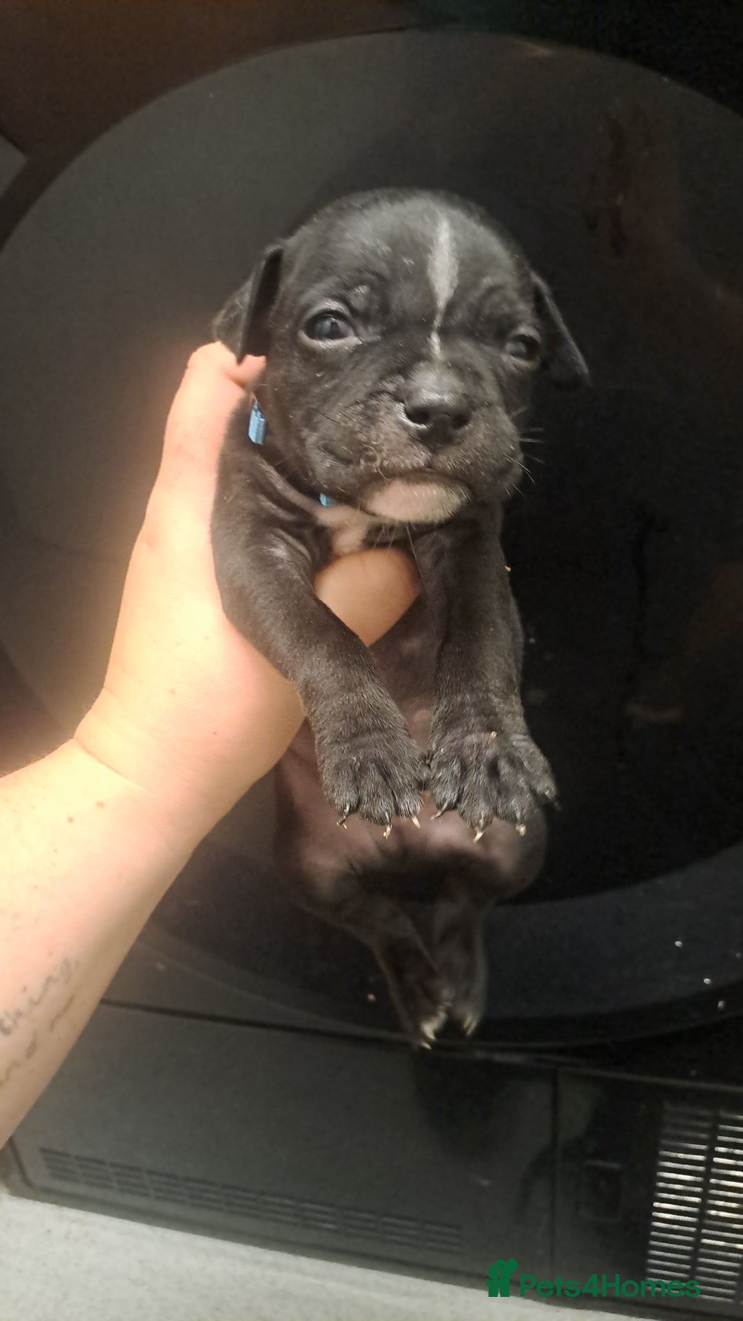 Staffordshire Bull Terrier dogs for sale: Staffordshire bull terrier puppies  - Image 11