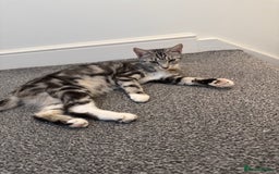 Mixed Breed cats for sale: Willow  - Image 5
