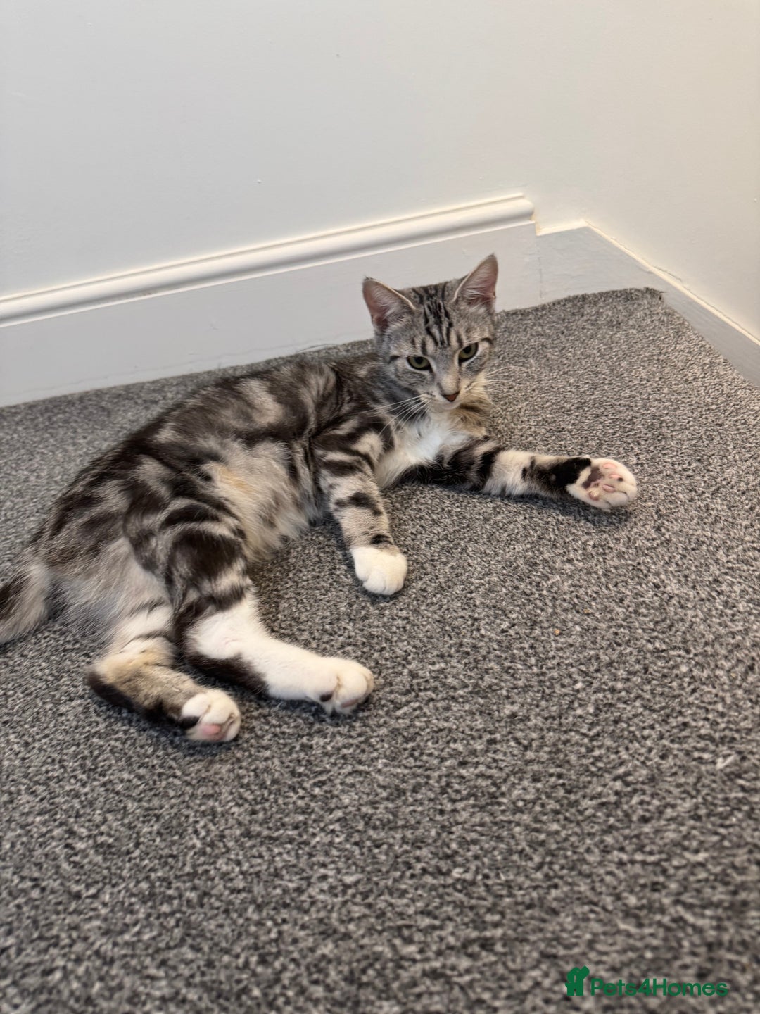 Mixed Breed cats for sale: Willow  - Image 5