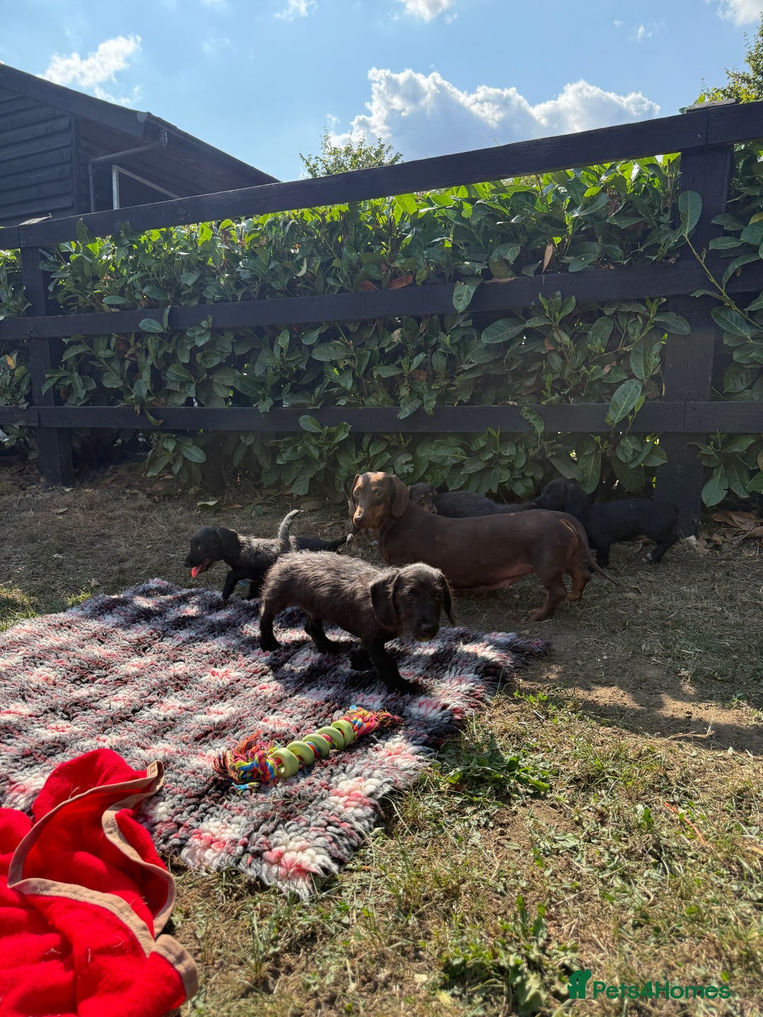 Mixed Breed dogs for sale: 🐾 Gorgeous Doxiepoo Puppies – Ready 07/08! 🐾 - Image 20