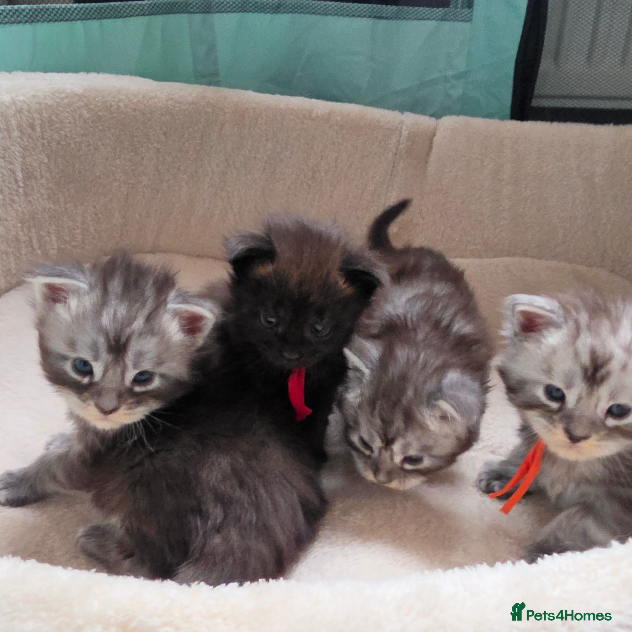 Maine Coon cats for sale: Maine coon kittens  - Advert 1