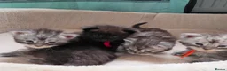 Maine Coon cats for sale: Maine coon kittens  - Advert 1