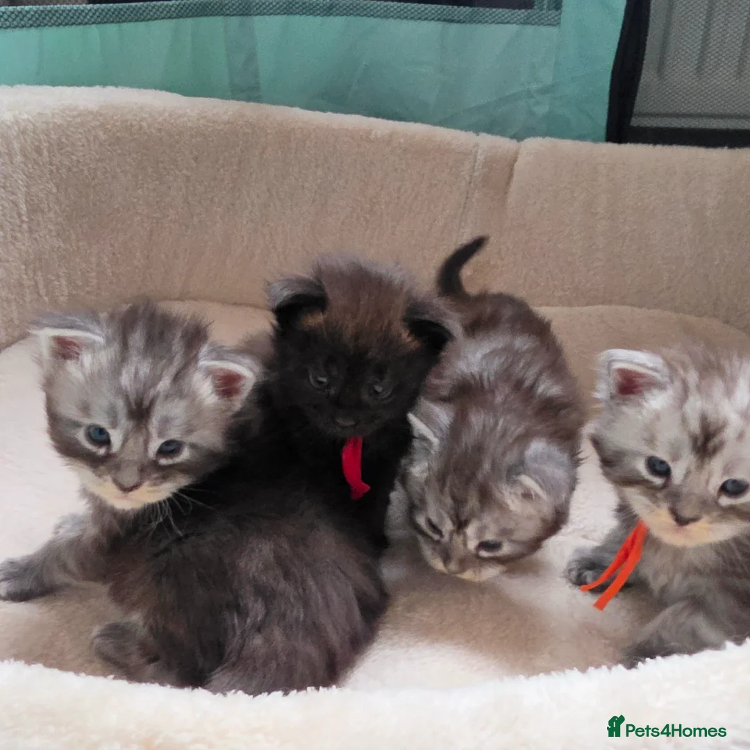 Maine Coon cats for sale: Maine coon kittens  - Advert 1