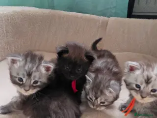 Maine Coon cats for sale: Maine coon kittens - Advert 1