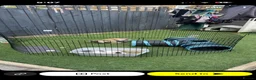 Mini Lop rabbits for sale: Ginger & coco  - Advert 8