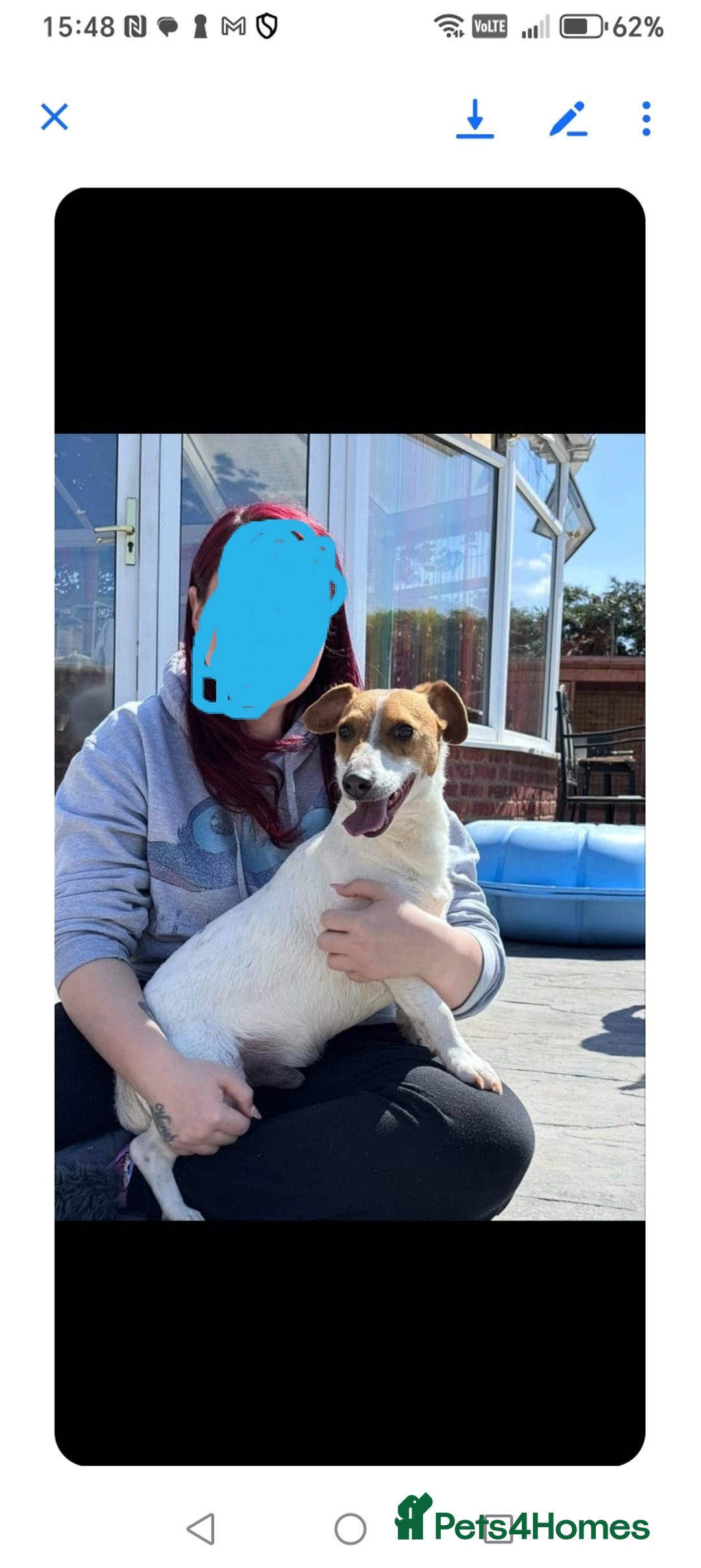 Mixed Breed dogs for sale: 3 Cockapoo x Jack Russell DNA clr Mum - Advert 24