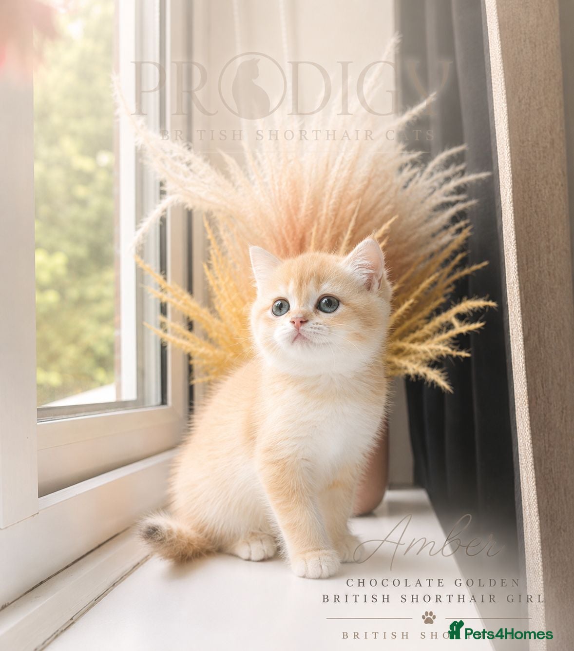 British Shorthair cats Exceptional Rare GCCF Golden BSH Kittens - Advert 2
