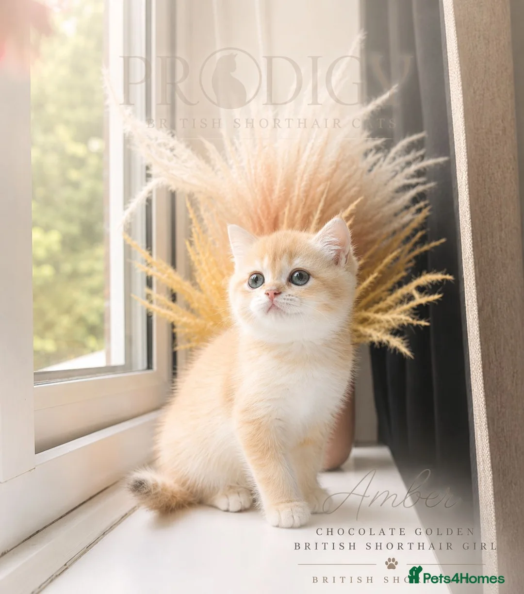 British Shorthair cats for sale: Exceptional Rare GCCF Golden BSH Kittens - Advert 2